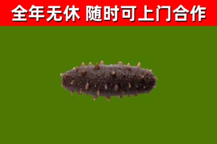 北林区回收海参干